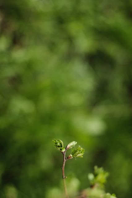 Plants photograph 2 of 36 by Matej Holek