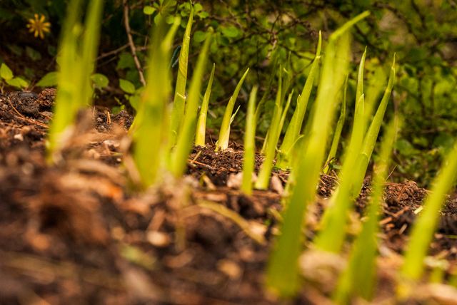 Plants photograph 4 of 36 by Matej Holek