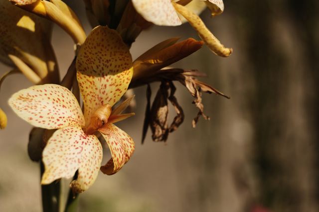 Plants photograph 5 of 36 by Matej Holek
