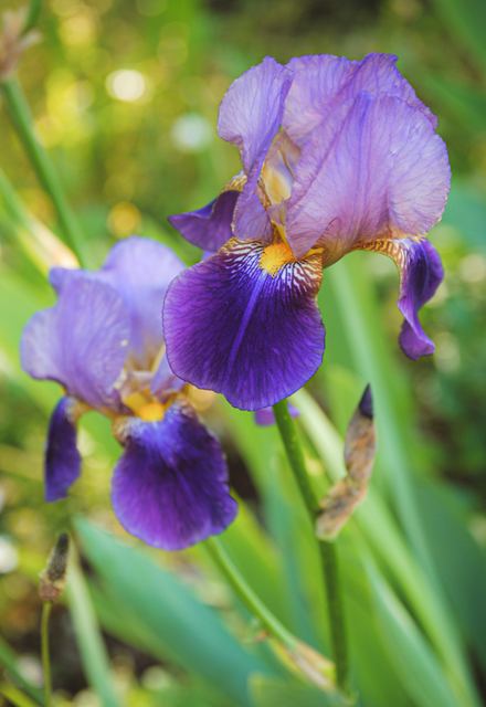 Plants photograph 6 of 36 by Matej Holek