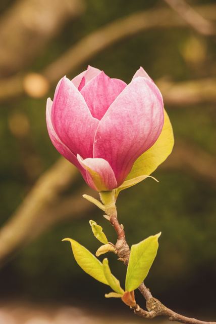 Plants photograph 7 of 36 by Matej Holek
