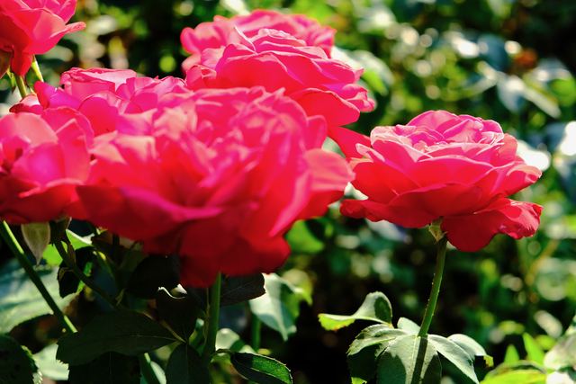 Plants photograph 8 of 36 by Matej Holek