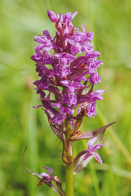 Plants photograph 9 of 36 by Matej Holek