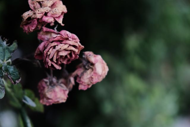 Plants photograph 10 of 36 by Matej Holek