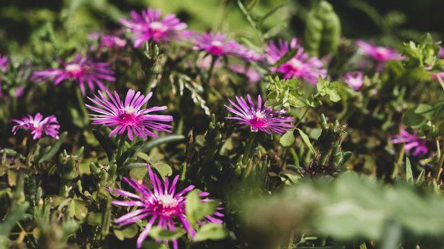 Plants photograph 11 of 36 by Matej Holek