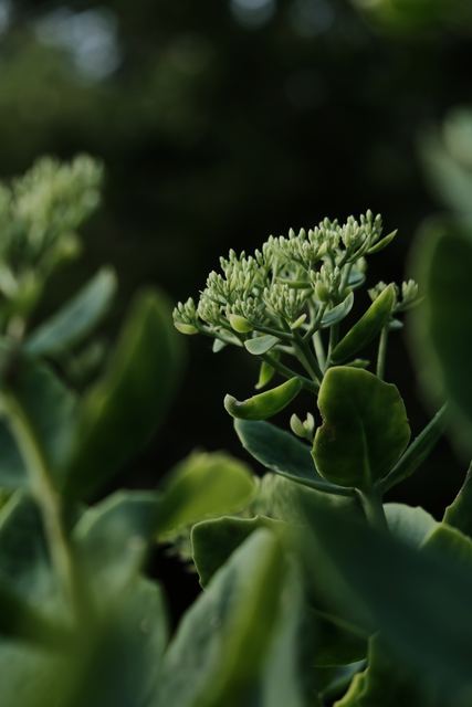 Plants photograph 12 of 36 by Matej Holek
