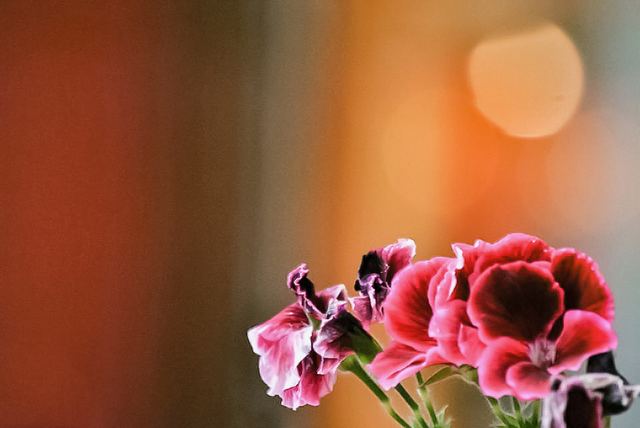 Plants photograph 13 of 36 by Matej Holek