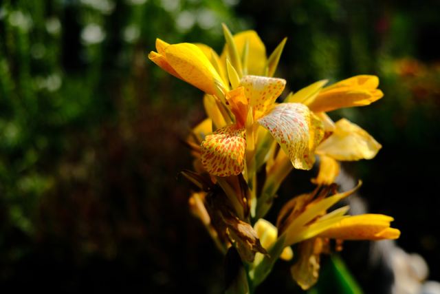 Plants photograph 14 of 36 by Matej Holek