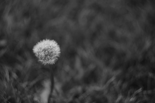 Plants photograph 34 of 36 by Matej Holek