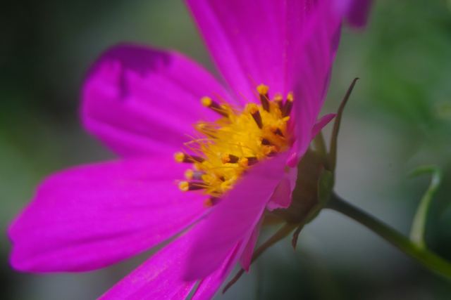 Plants photograph 15 of 36 by Matej Holek