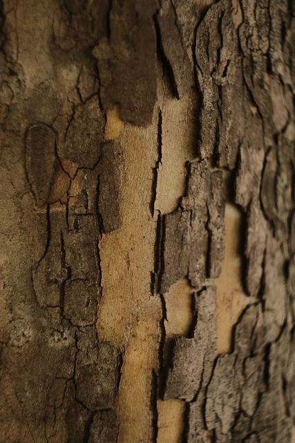 Plants photograph 16 of 36 by Matej Holek