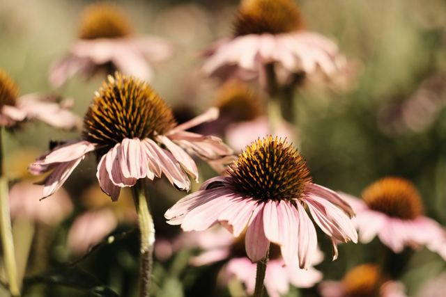 Plants photograph 17 of 36 by Matej Holek