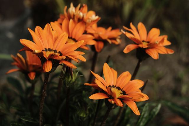 Plants photograph 18 of 36 by Matej Holek