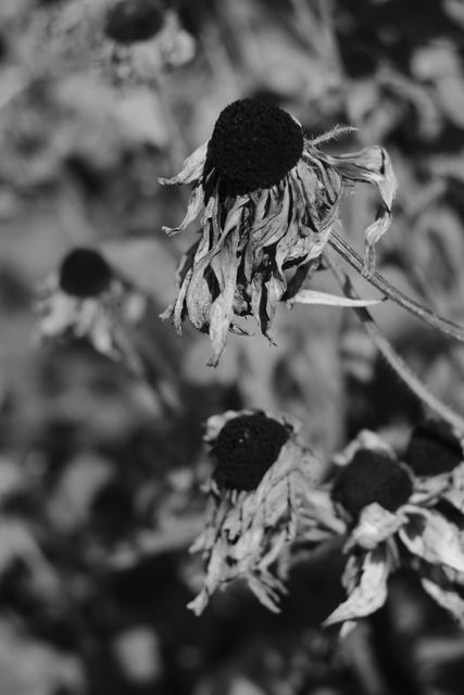 Plants photograph 35 of 36 by Matej Holek