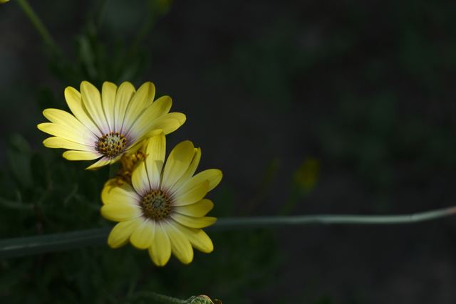 Plants photograph 19 of 36 by Matej Holek
