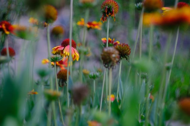 Plants photograph 20 of 36 by Matej Holek
