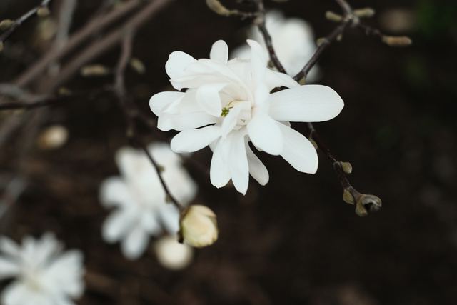 Plants photograph 21 of 36 by Matej Holek