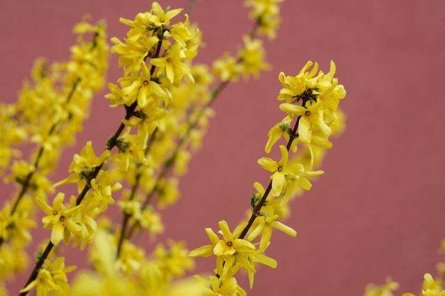 Plants photograph 22 of 36 by Matej Holek