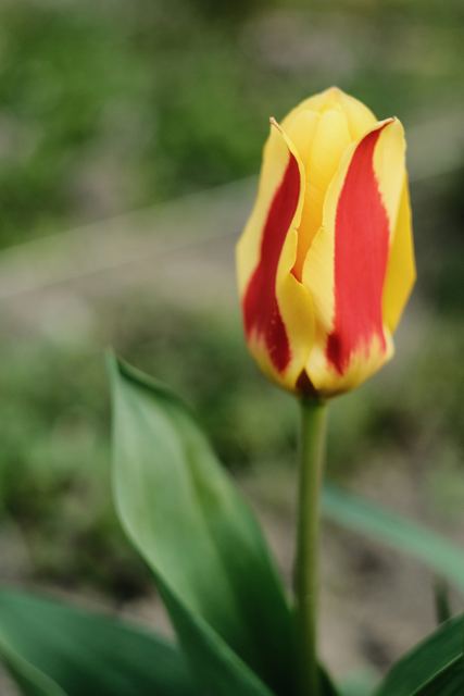 Plants photograph 23 of 36 by Matej Holek