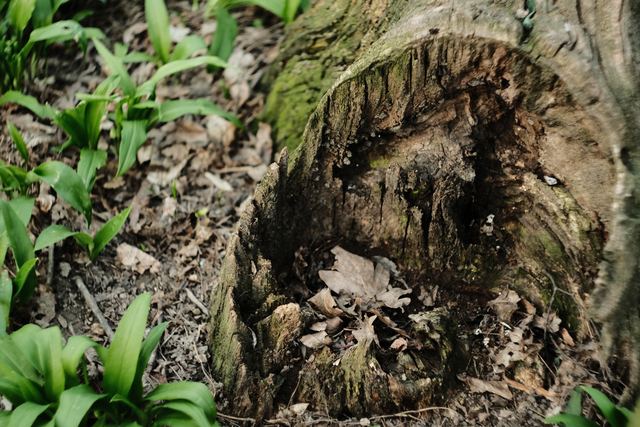 Plants photograph 24 of 36 by Matej Holek