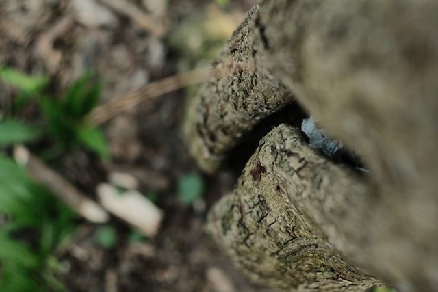 Plants photograph 26 of 36 by Matej Holek