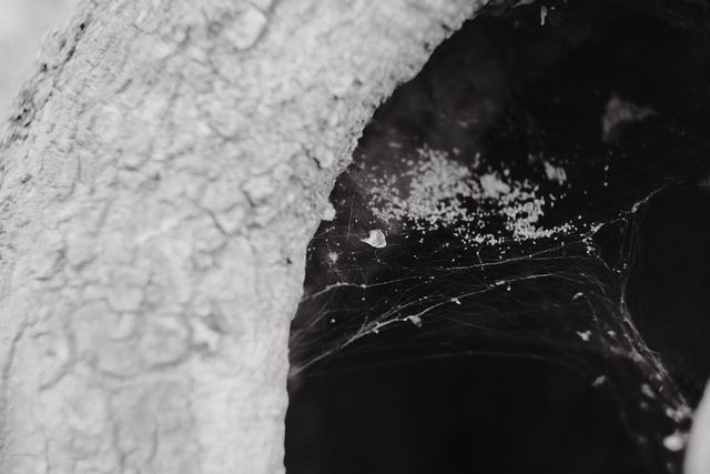 Plants photograph 36 of 36 by Matej Holek
