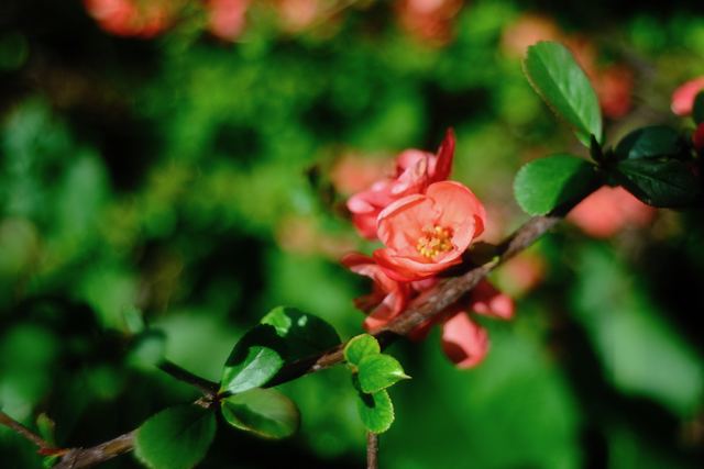 Plants photograph 27 of 36 by Matej Holek