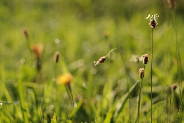 Plants photograph 28 of 36 by Matej Holek