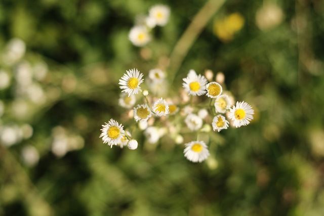 Plants photograph 29 of 36 by Matej Holek