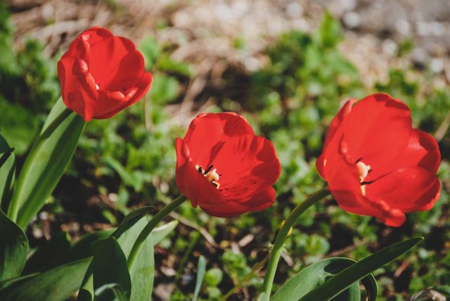 Plants photograph 30 of 36 by Matej Holek