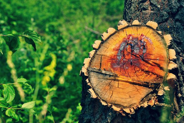 Plants photograph 31 of 36 by Matej Holek