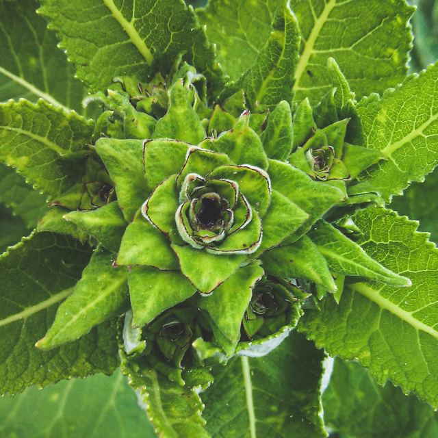Plants photograph 32 of 36 by Matej Holek