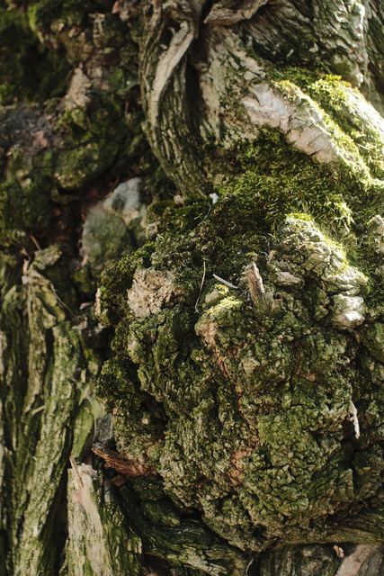 Plants photograph 33 of 36 by Matej Holek