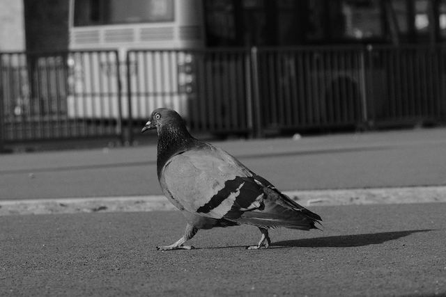 Urban & Street photograph 43 of 73 by Matej Holek