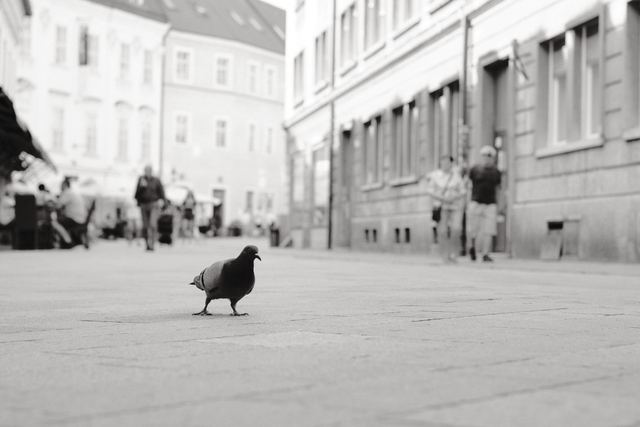 Urban & Street photograph 63 of 73 by Matej Holek
