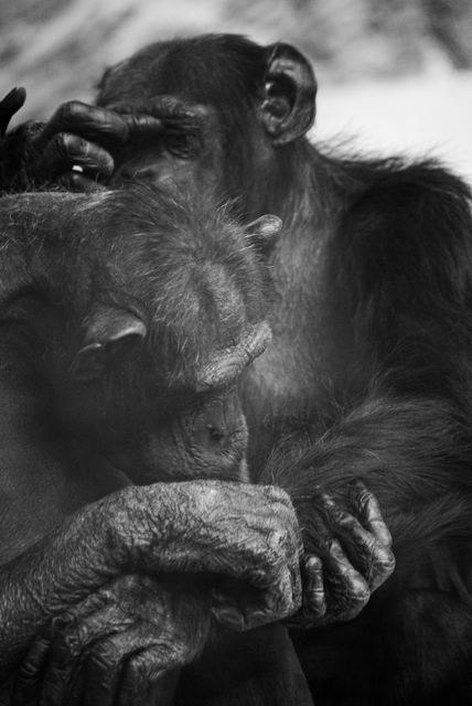 Wildlife & Animals photograph 26 of 26 by Matej Holek