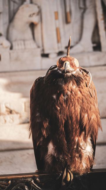 Wildlife & Animals photograph 3 of 26 by Matej Holek