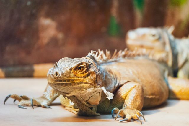 Wildlife & Animals photograph 4 of 26 by Matej Holek