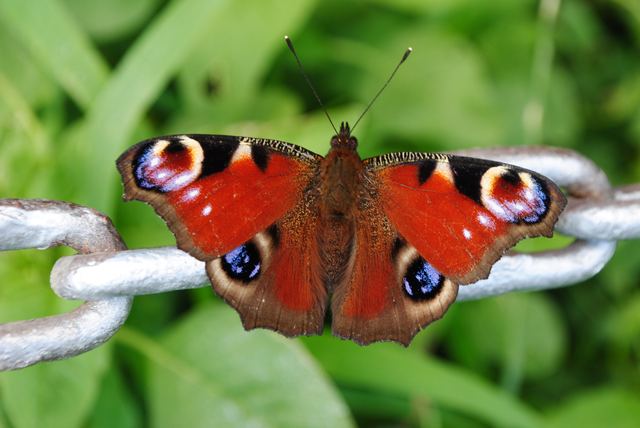 Wildlife & Animals photograph 5 of 26 by Matej Holek