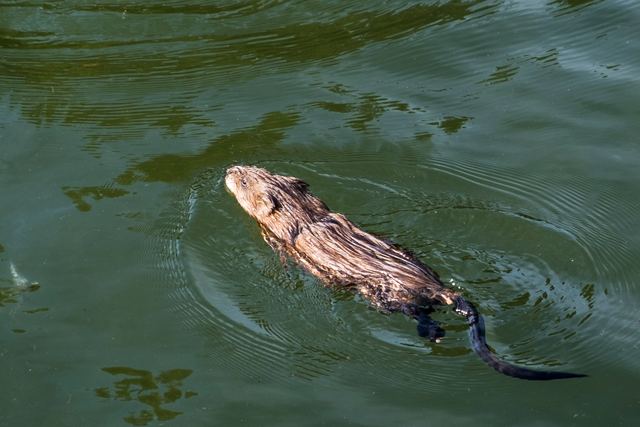 Wildlife & Animals photograph 6 of 26 by Matej Holek