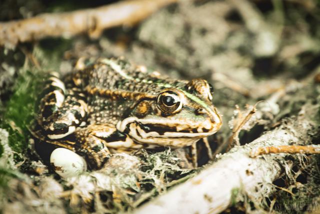 Wildlife & Animals photograph 7 of 26 by Matej Holek