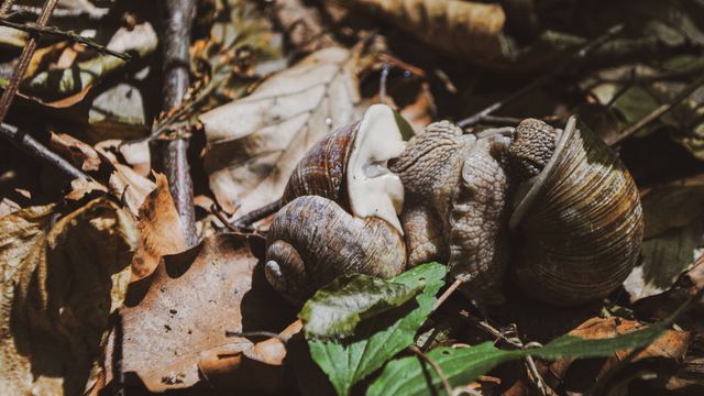 Wildlife & Animals photograph 8 of 26 by Matej Holek