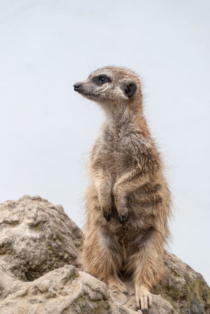 Wildlife & Animals photograph 10 of 26 by Matej Holek