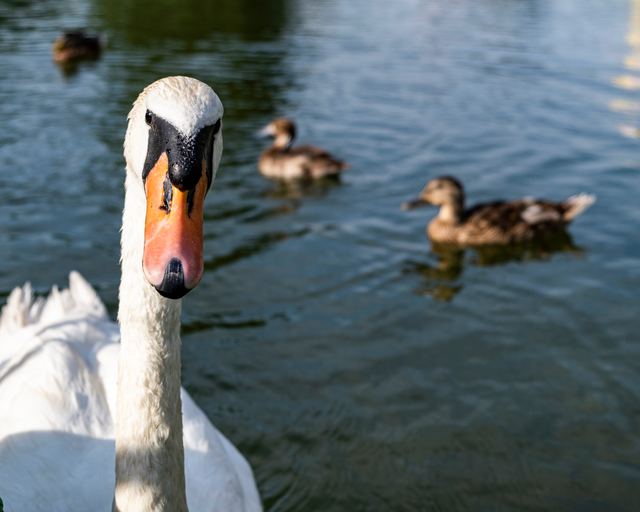 Wildlife & Animals photograph 12 of 26 by Matej Holek