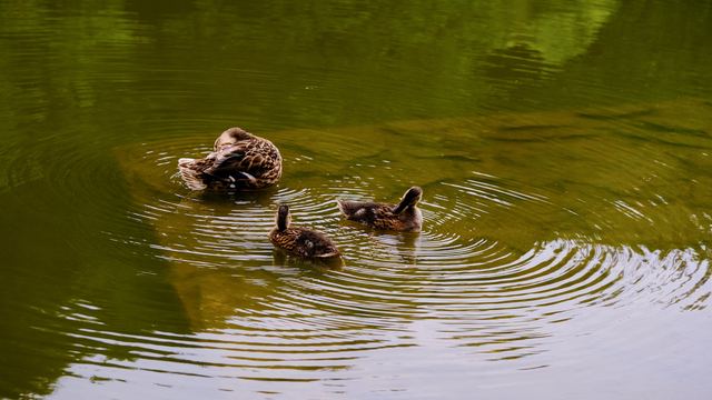 Wildlife & Animals photograph 15 of 26 by Matej Holek