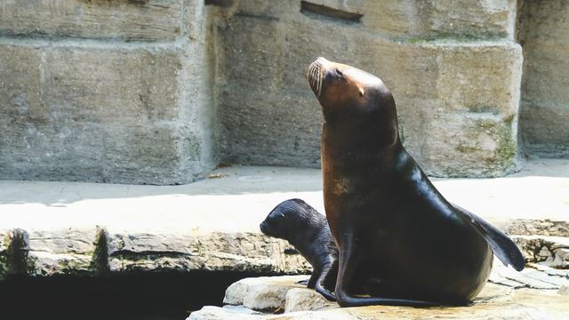 Wildlife & Animals photograph 17 of 26 by Matej Holek