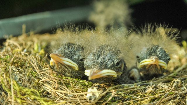 Wildlife & Animals photograph 20 of 26 by Matej Holek