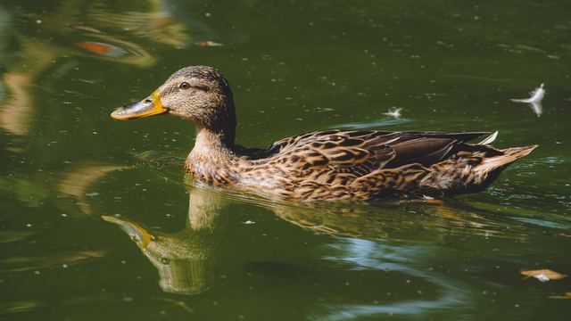 Wildlife & Animals photograph 21 of 26 by Matej Holek