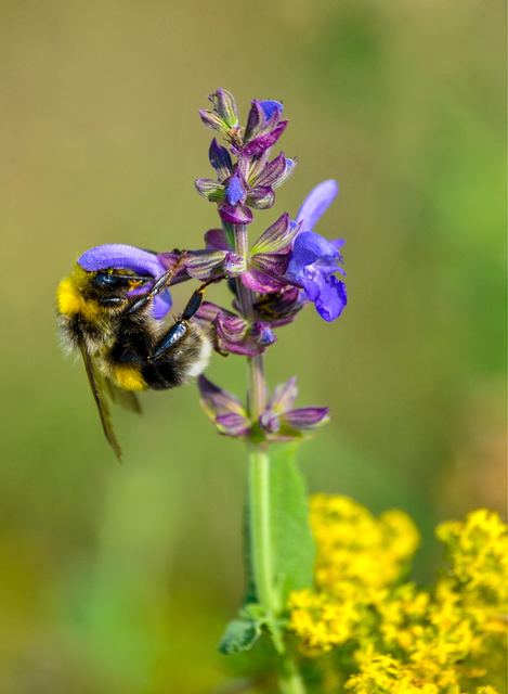 Wildlife & Animals photograph 23 of 26 by Matej Holek