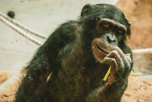 Wildlife & Animals photograph 24 of 26 by Matej Holek